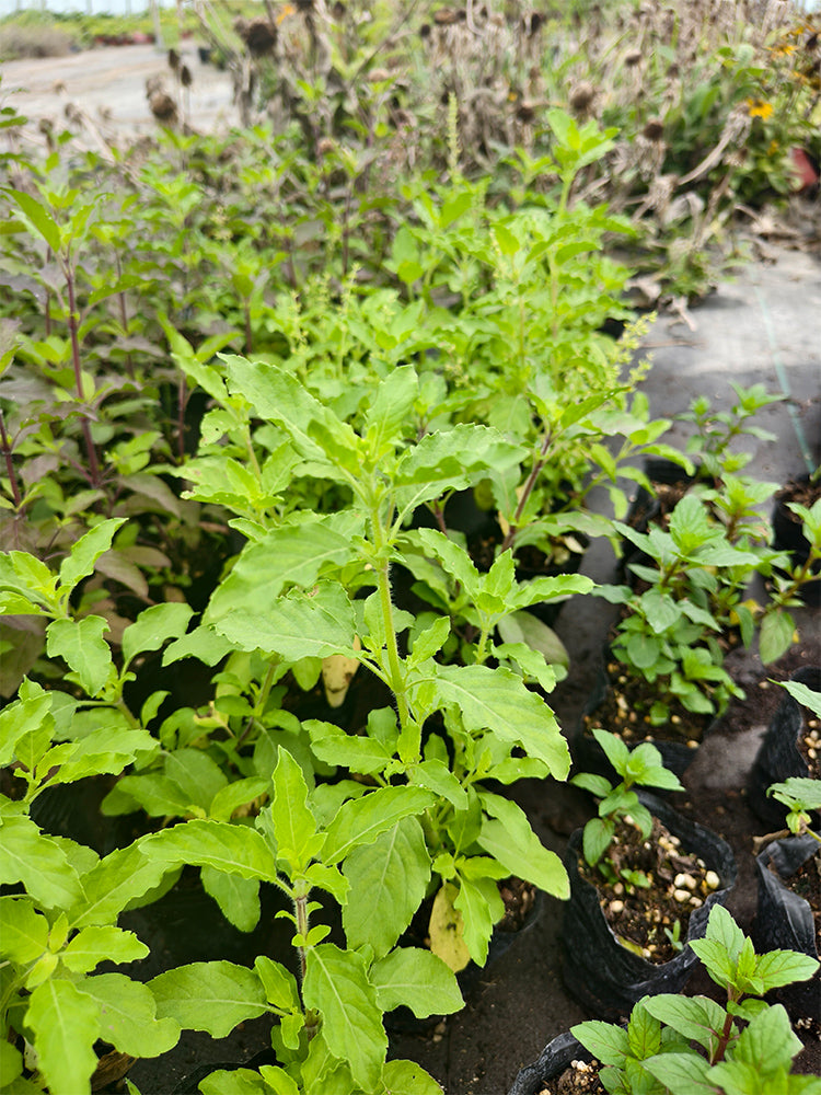 Holy Basil