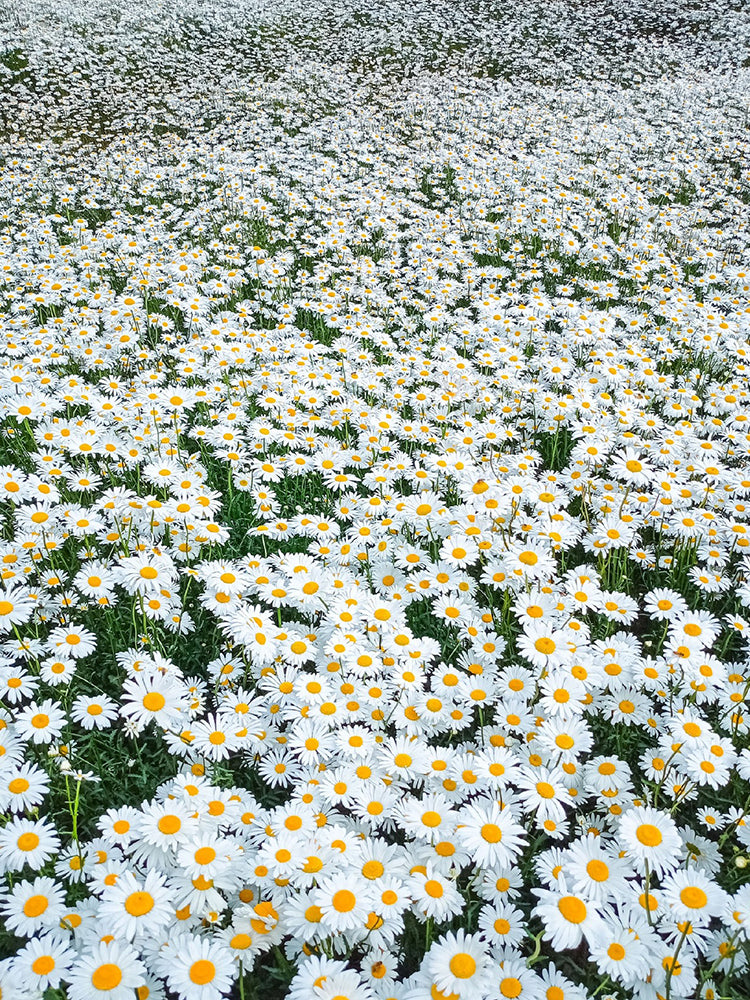 White Max Chrysanthemum