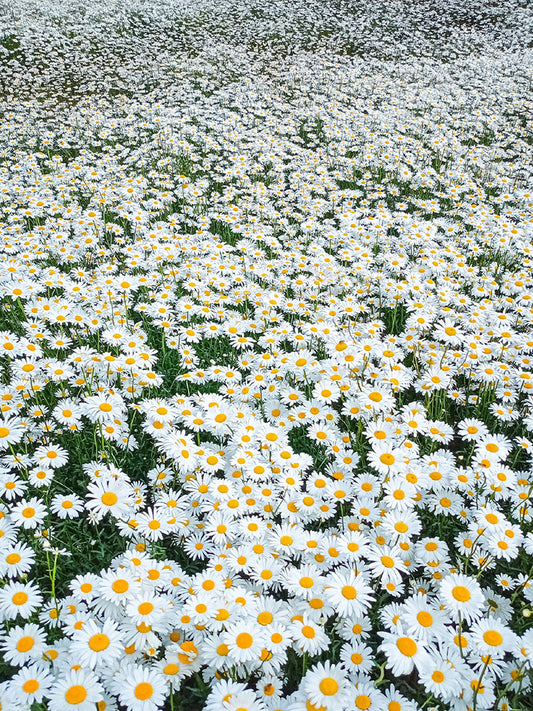 White Max Chrysanthemum