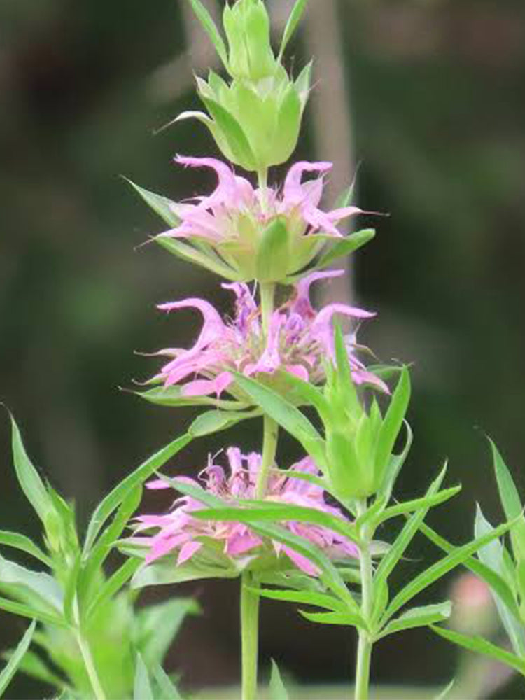 Lemon Mint (Monarda citriodora)