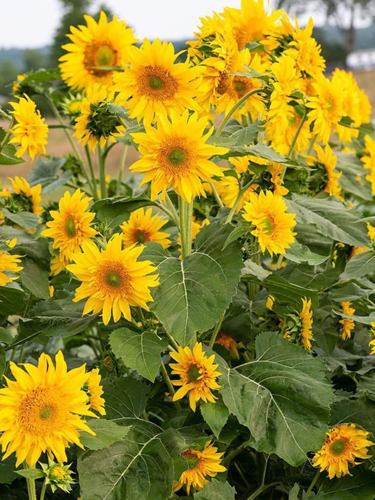 'Smiling Face' Ornamental Sunflower