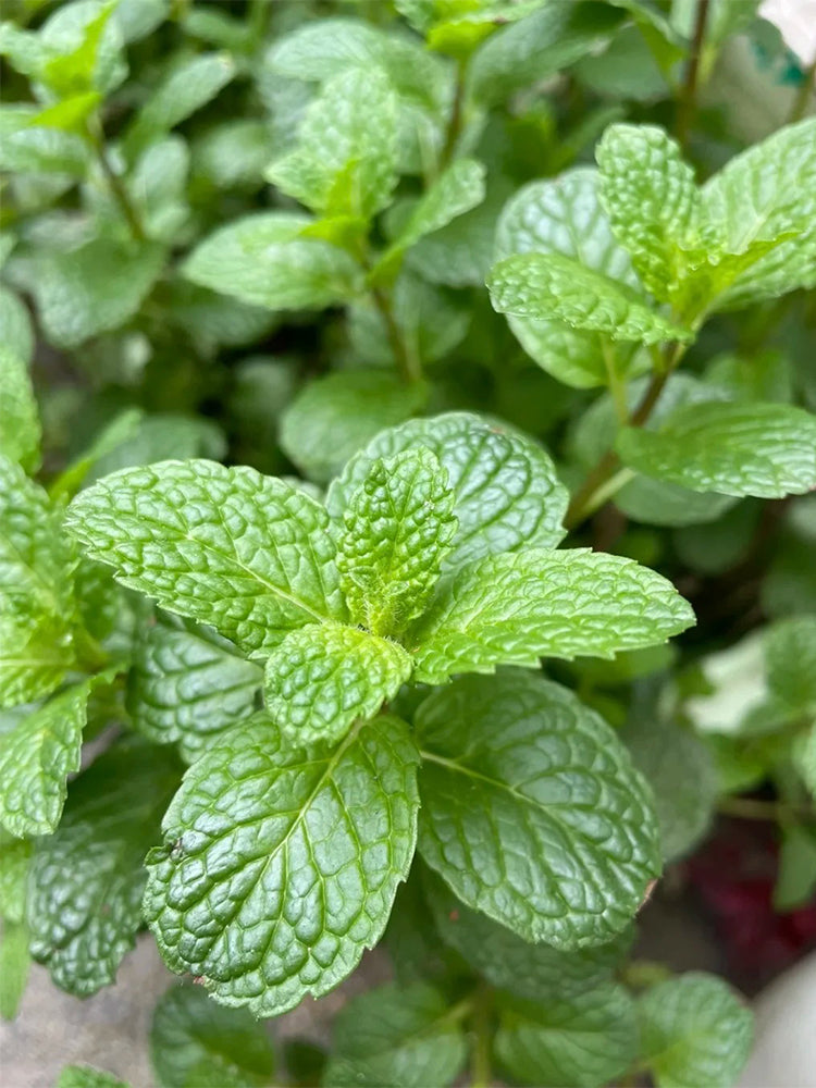 Spearmint Mint