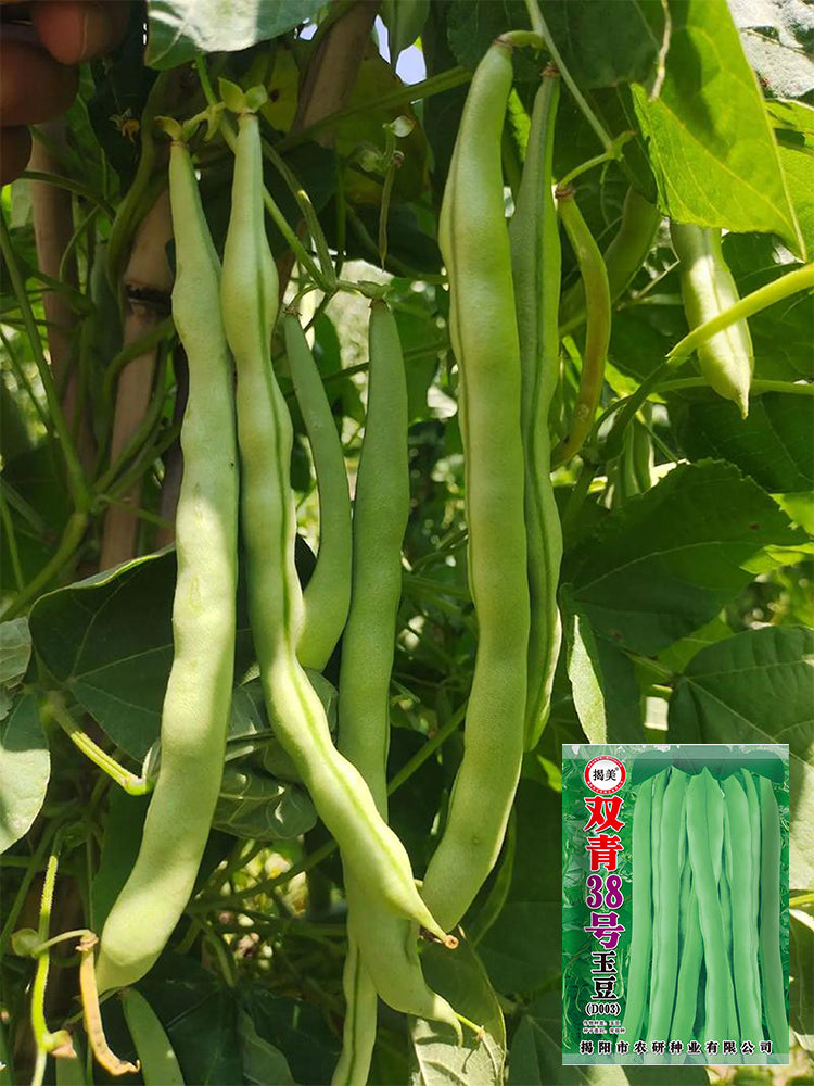 'Shuangqing No.38' Green Bean