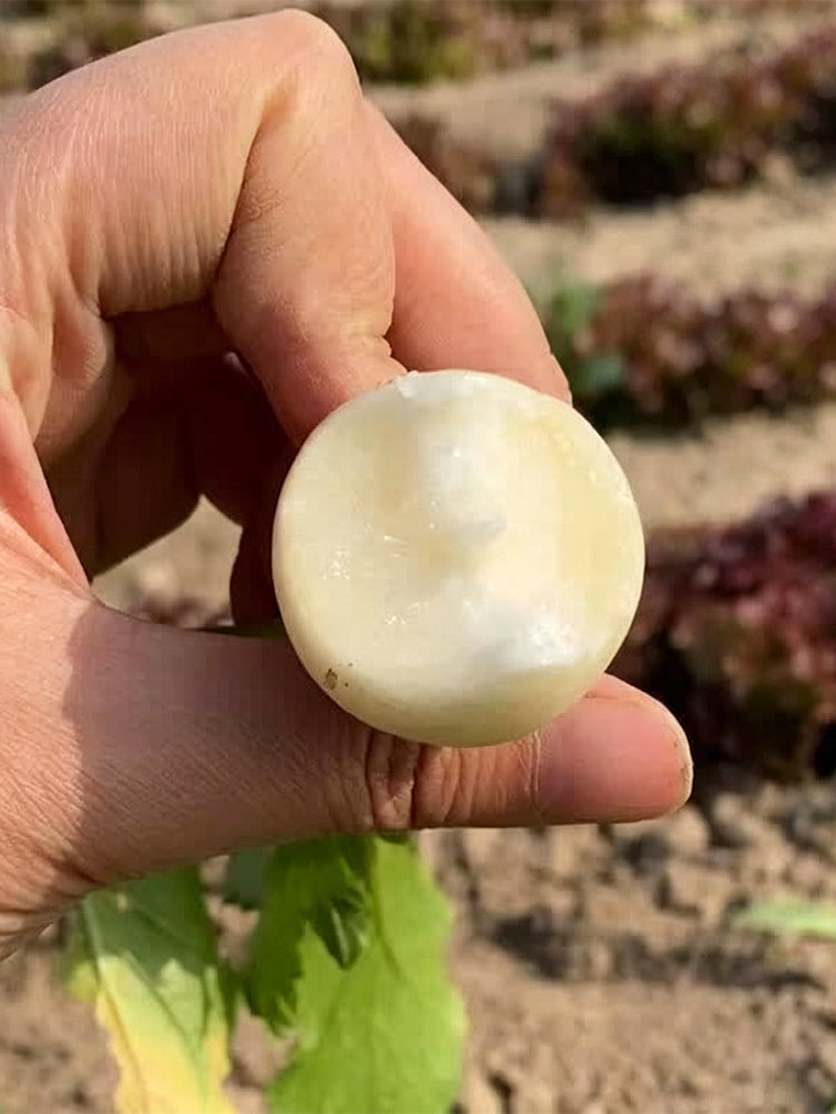 White Cherry Radish Hybrid