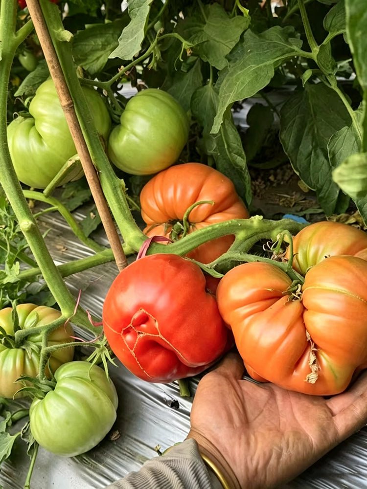 866 Cygnus Giant Tomato