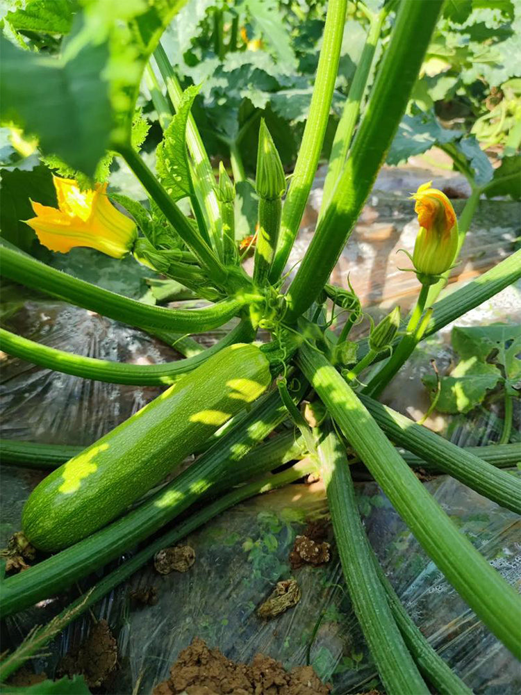 'Cuixiaoqing' Zucchini