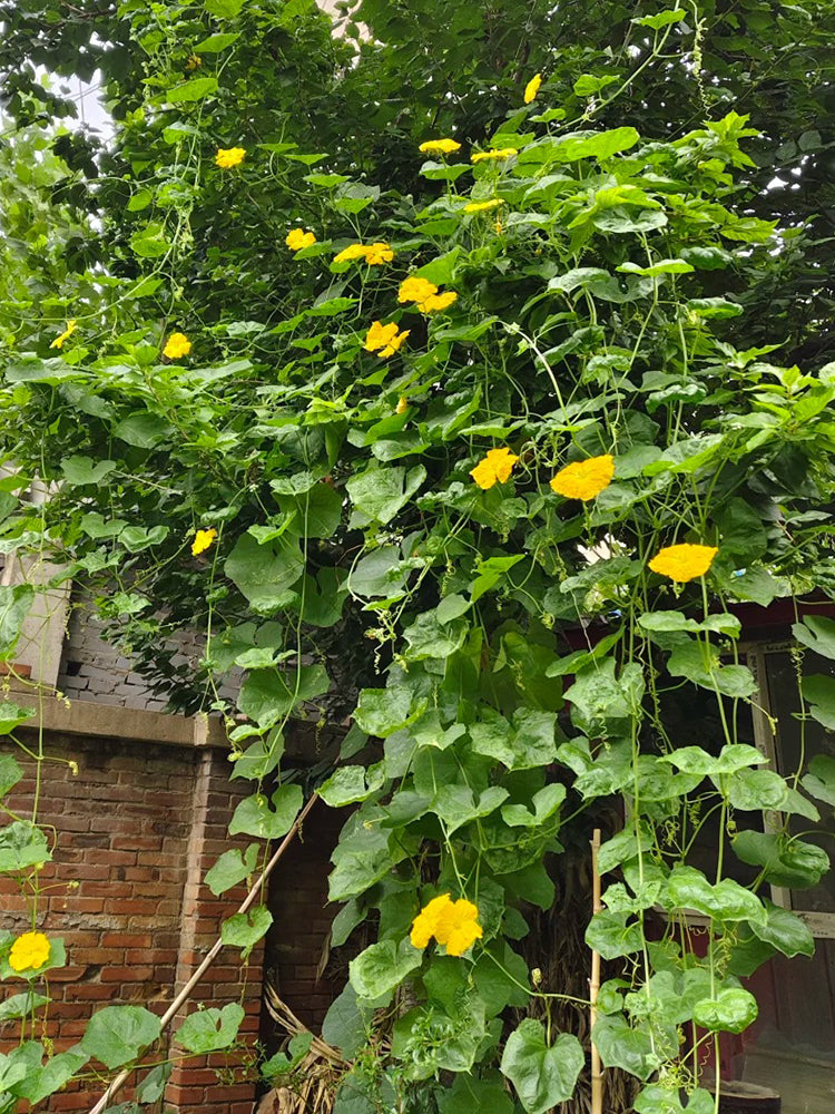 Spring-Autumn 915 Luffa