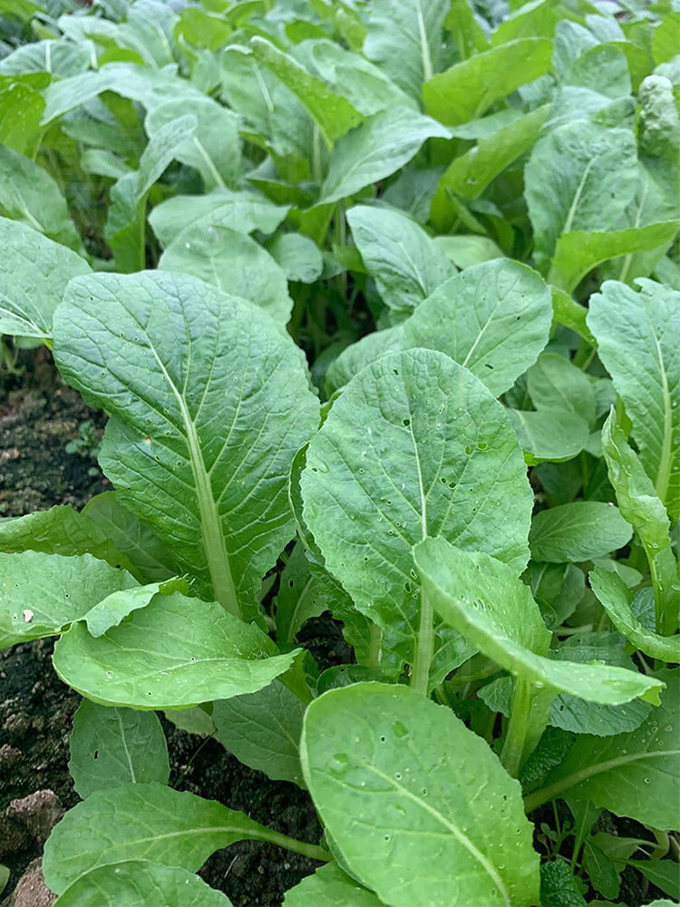 Kongkong Hakka Mustard