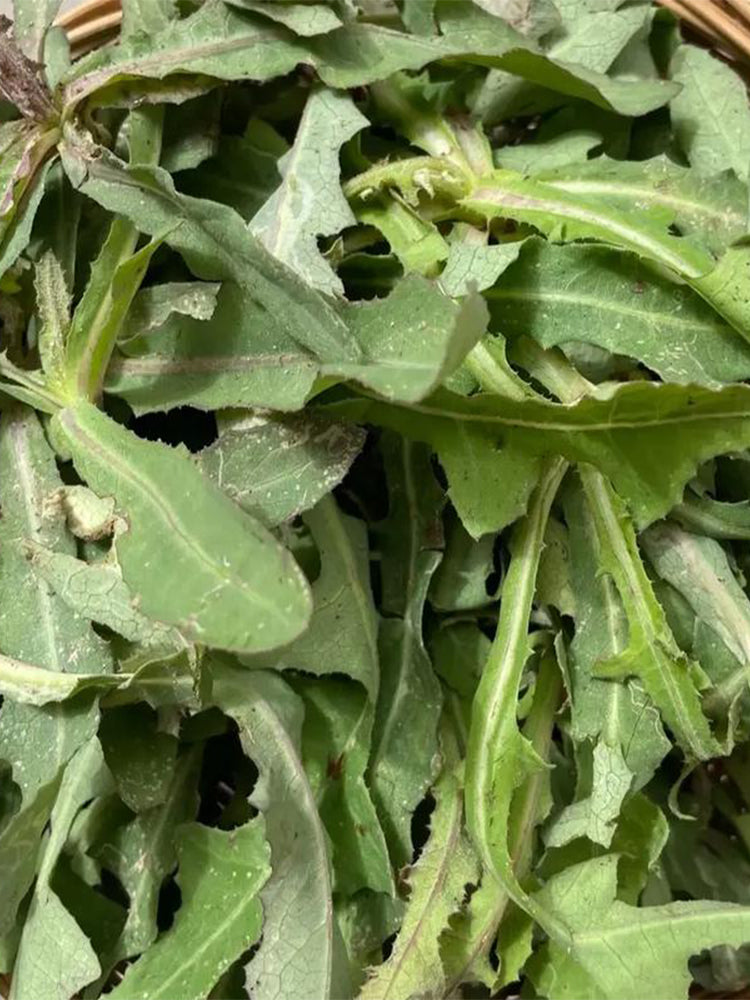 Jiliqingfeng Wild Qumai Chicory