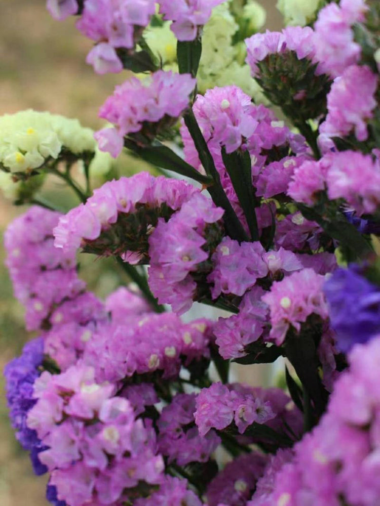 Cut Flower Forget-me-not