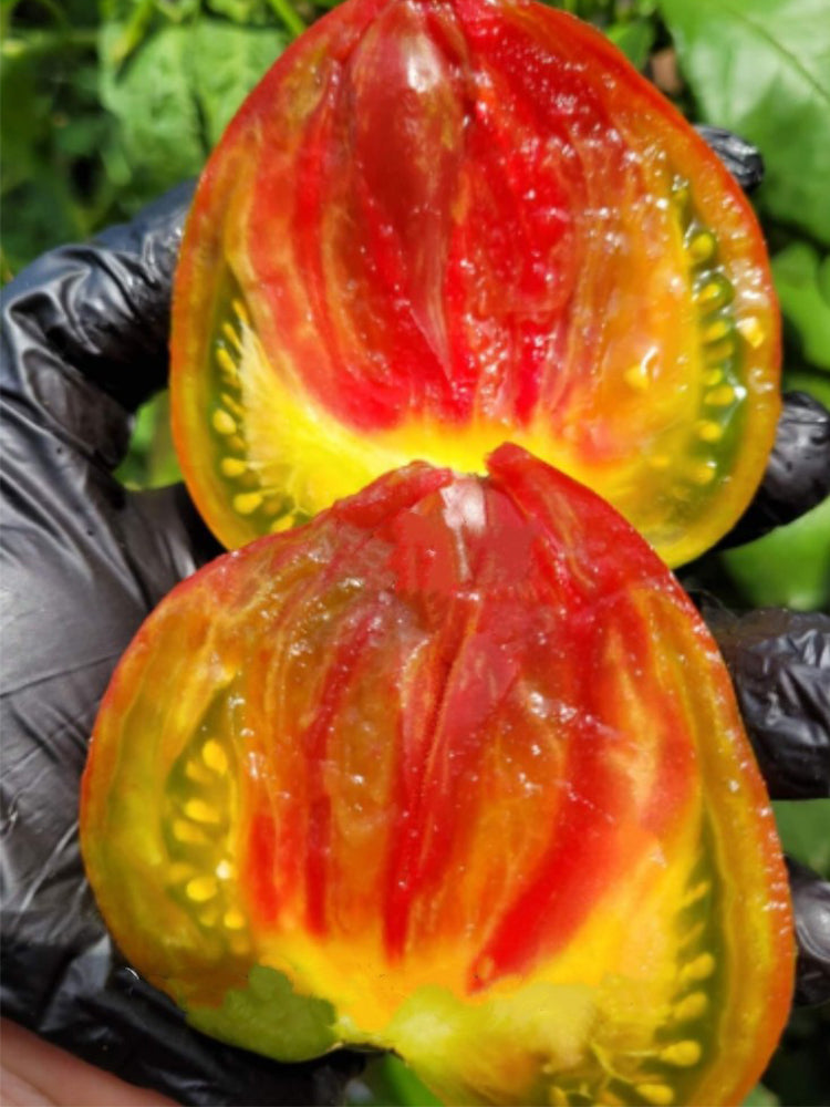 1024 Magic Rainbow Tomato