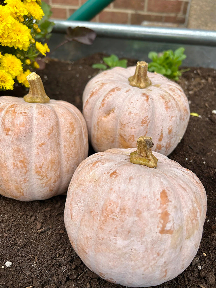 Jiami F1 Pumpkin