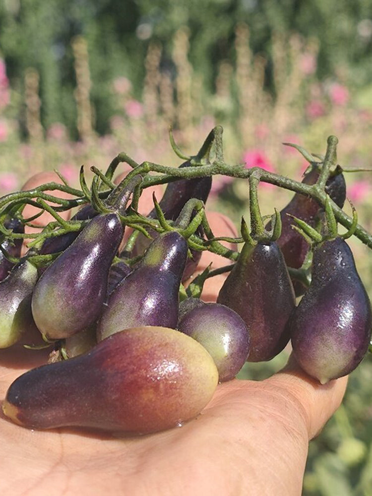 Black Key Tomato