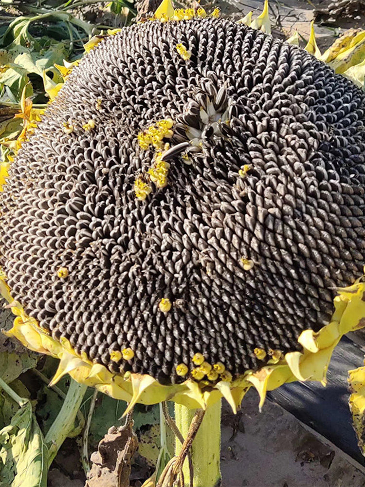 Black Three-Stripe Sunflower