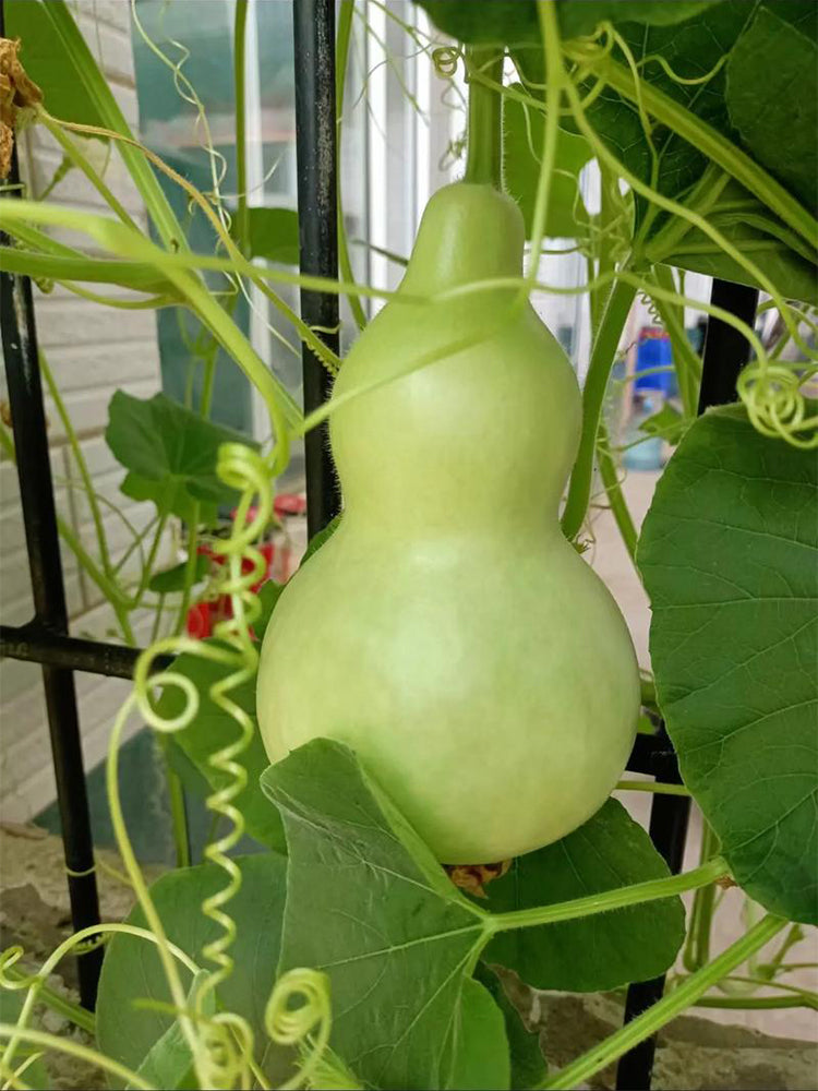 Hezhichun 'Slender Waist' Bottle Gourd