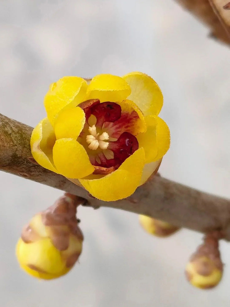 Guifei Sandalwood Wintersweet