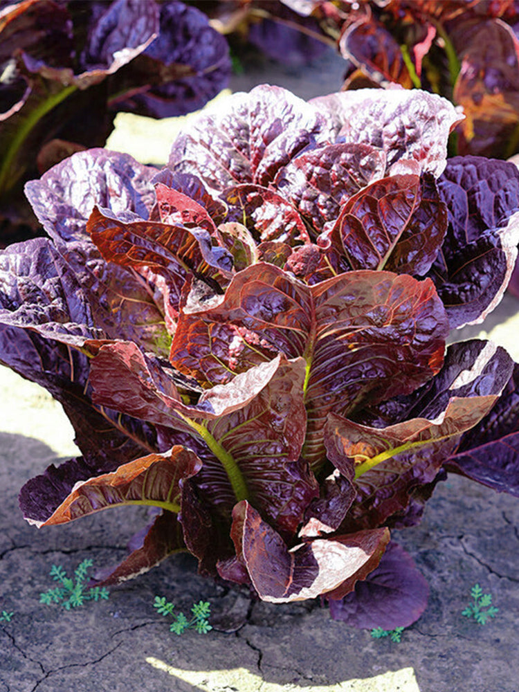 Purple Romean Bellfarm® Purple Roman Lettuce Seeds – MUCIAKIE