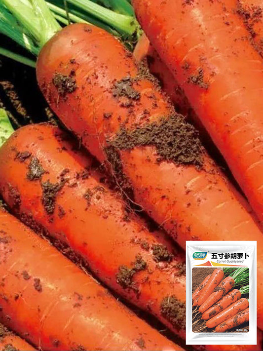 Five-Inch Ginseng Carrot