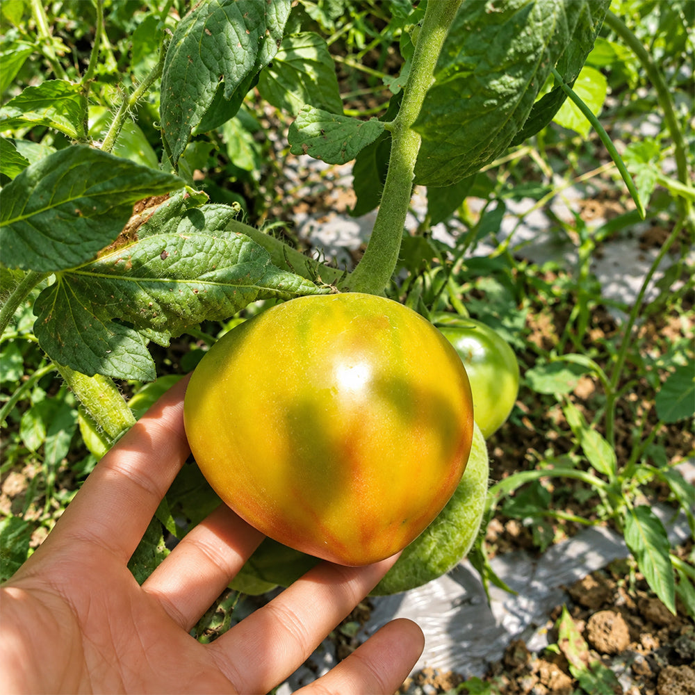 294 Cherry Stripes Tomato