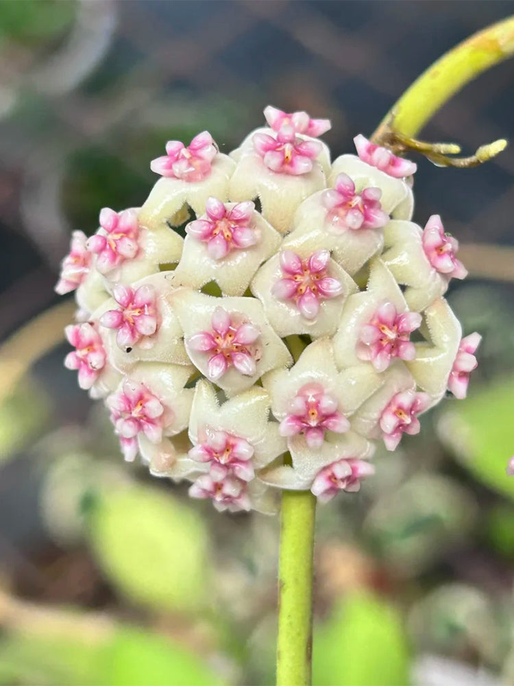 Hoya 'Wonder' Unrooted Stem Cuttings