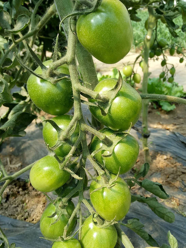 Green Jade Tomato