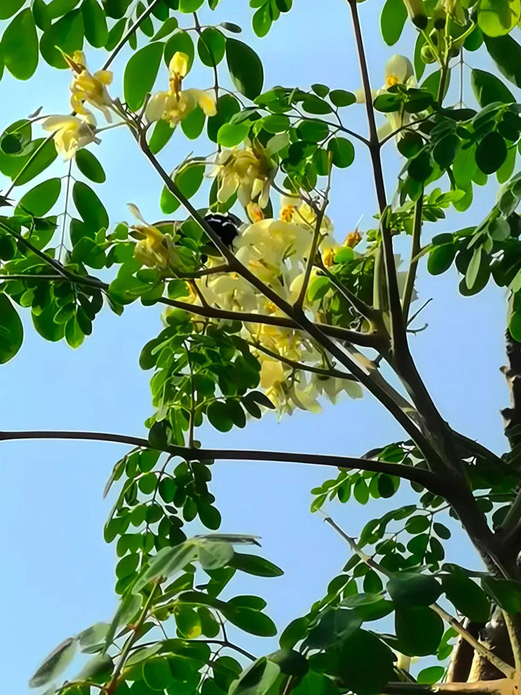 Moringa tree