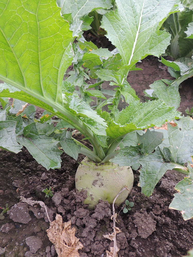 'Erdaomei' Root Mustard