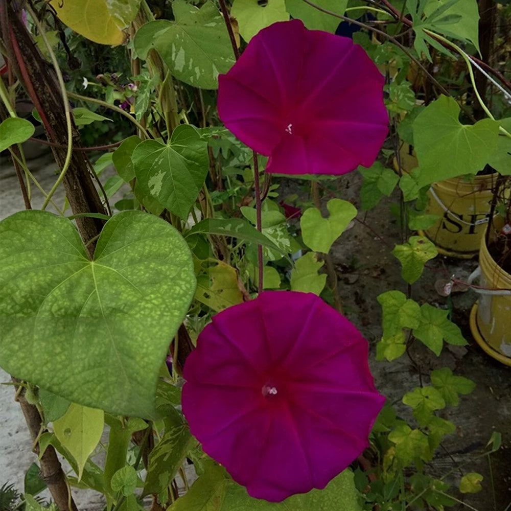 Red Queen Morning Glory