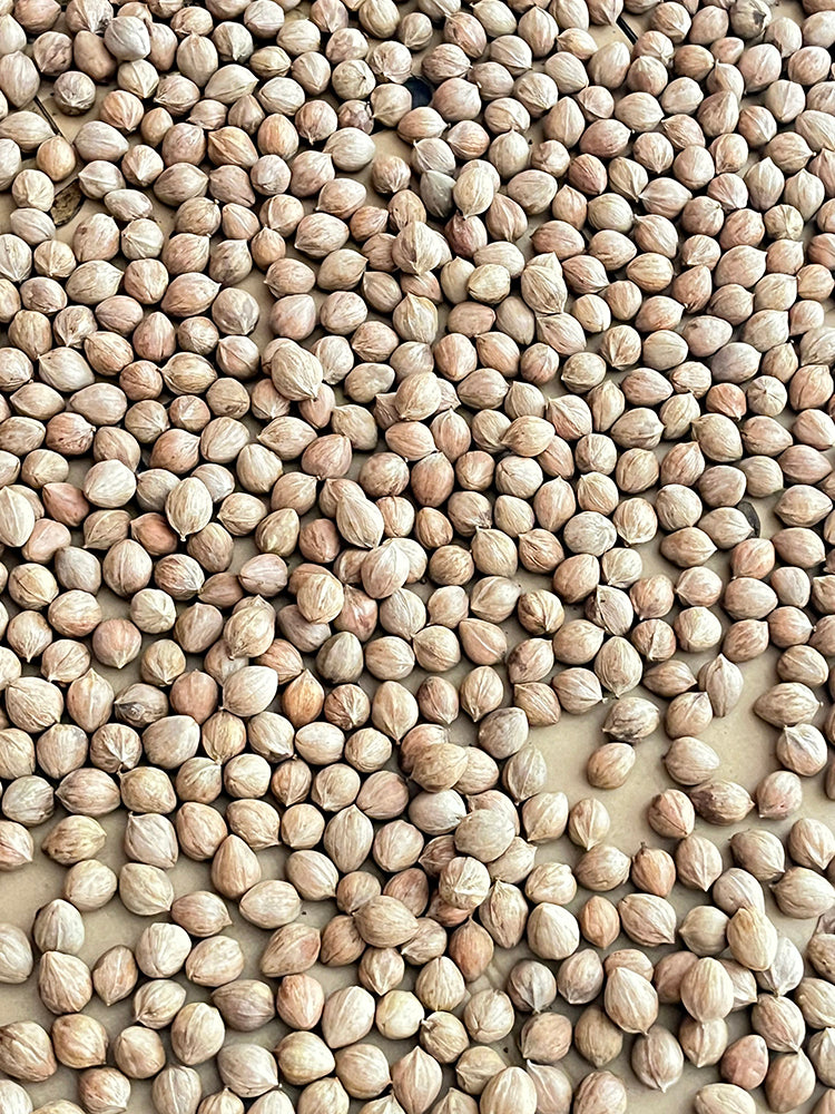 Mountain Walnut