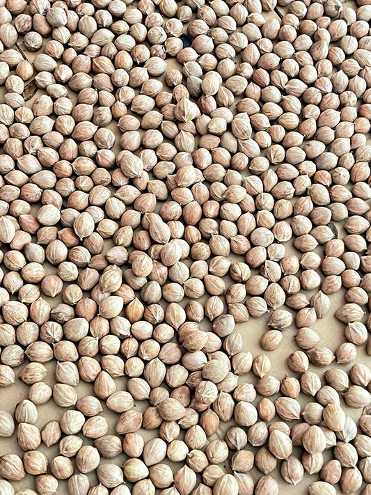 Mountain Walnut