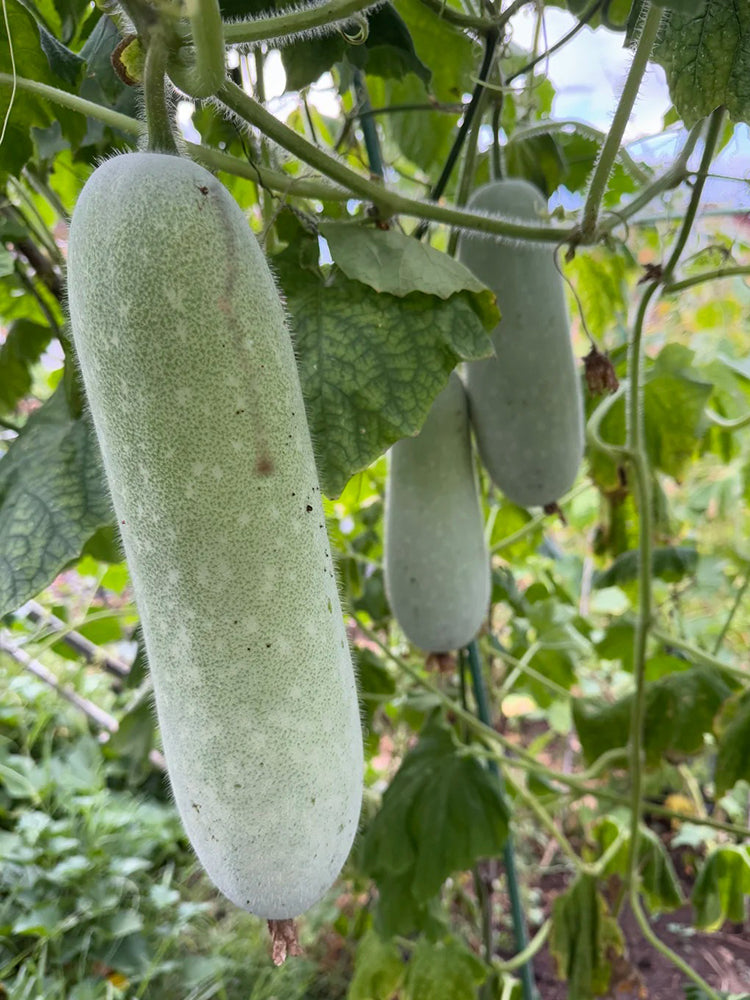 Baocui F1 Hybrid Hairy Gourd