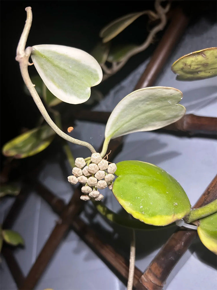Hoya kerrii 'Albomarginata' Unrooted Stem Cuttings