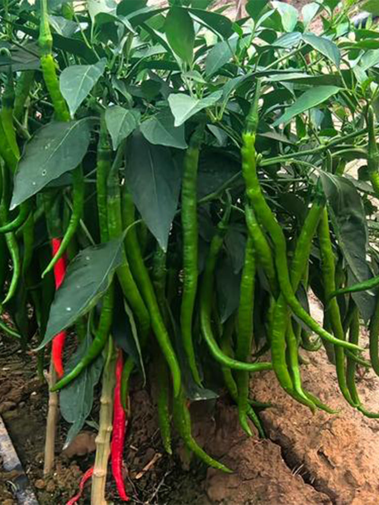 Hongtianxia String Peppers