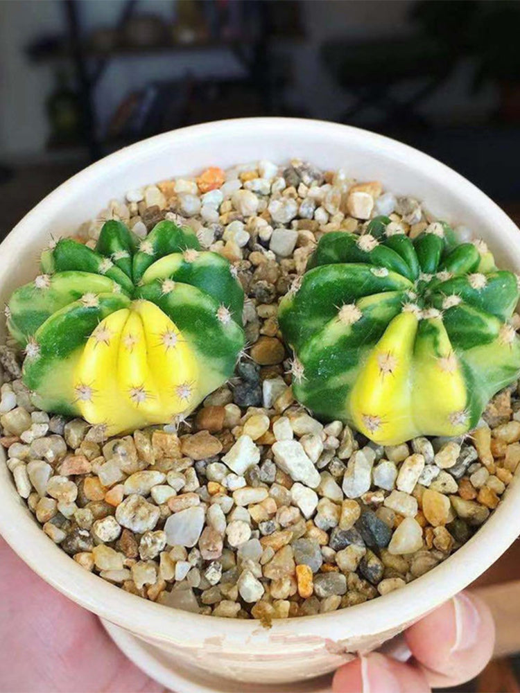 Echinopsis subdenudata Variegata