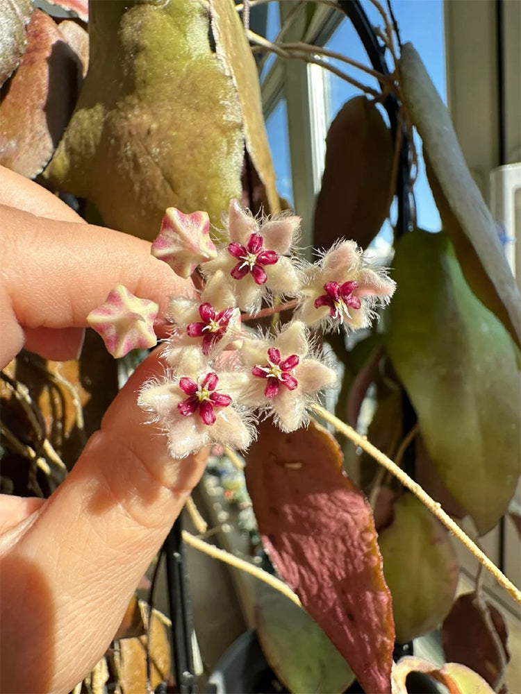Hoya caudata 'Big Green Leaf' Unrooted Stem Cuttings