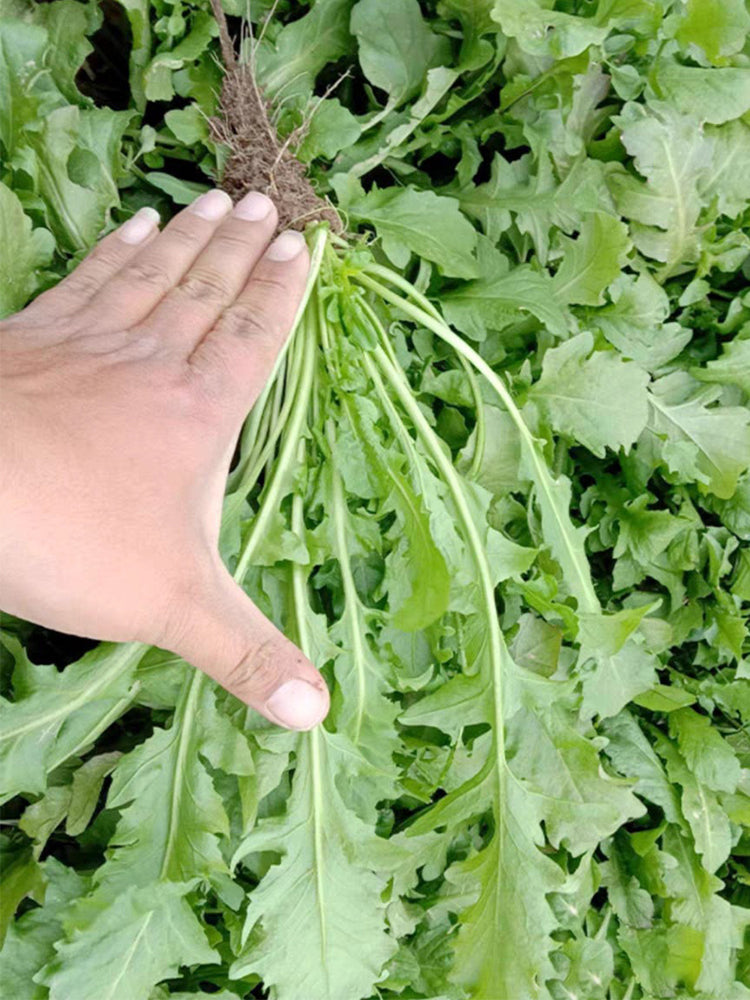 Broad-leaved Shepherd's Purse