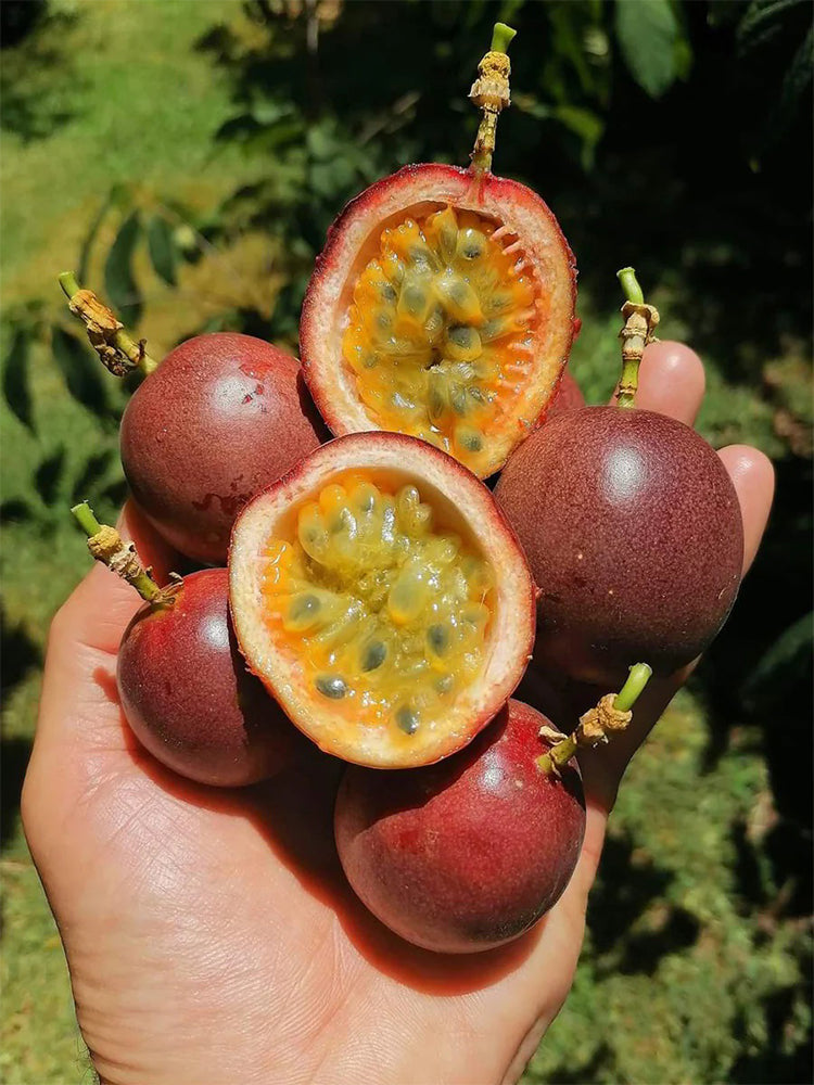Mixed Purple & Yellow Passion Fruit