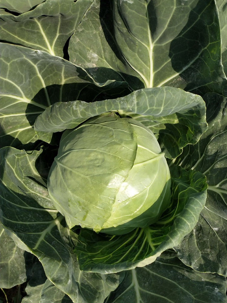 Fruit Cabbage