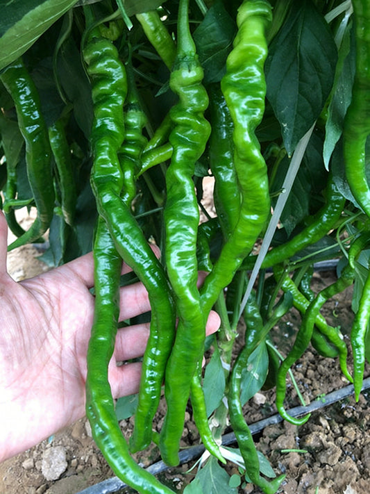 Spiral Spicy Line Pepper
