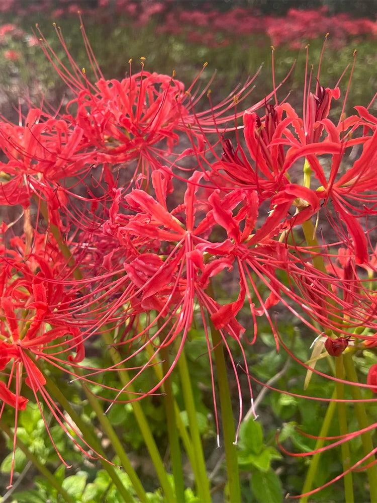Lycoris radiata (Triploid)