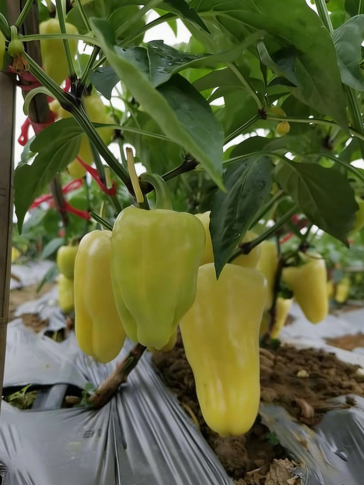 Cream Fruit Sweet Pepper