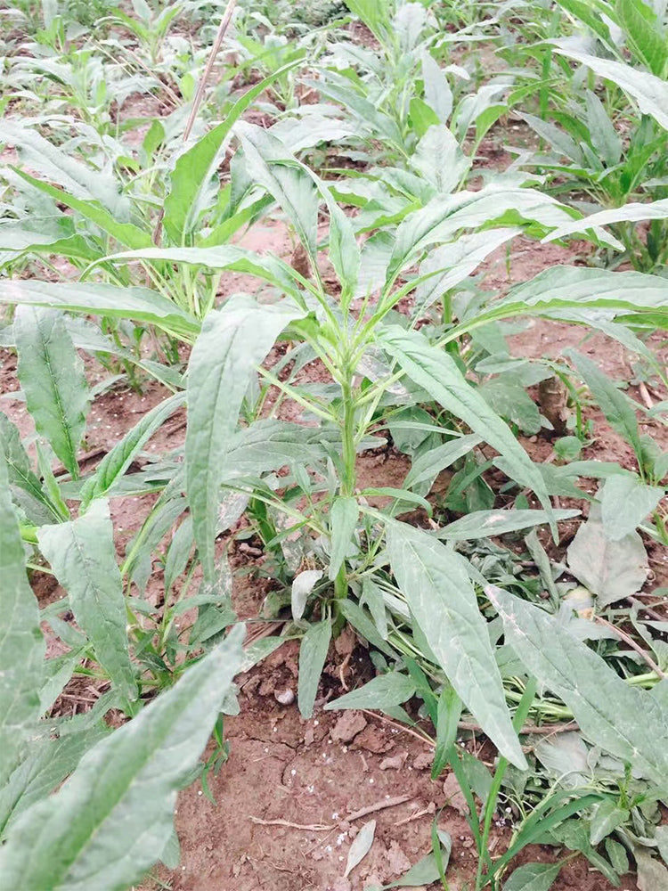 Willow-Leaf White Amaranth