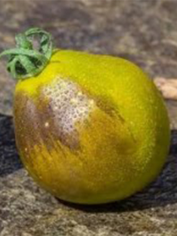 Flanders Contrast Tomato