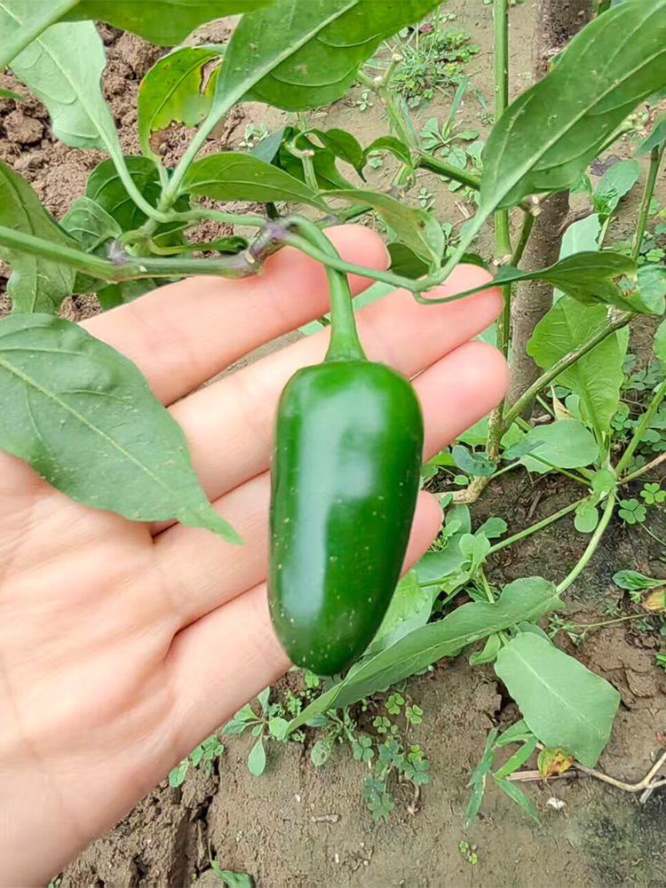 Heirloom Jalapeño Pepper