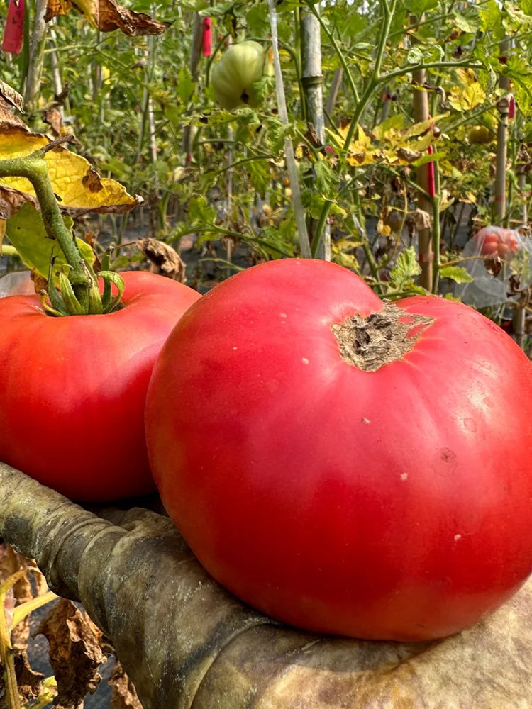 Red Brandywine Beefsteak Tomato