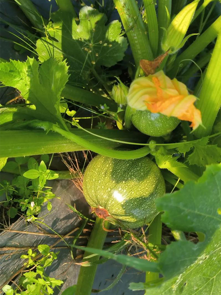 Black Pearl Round Zucchini