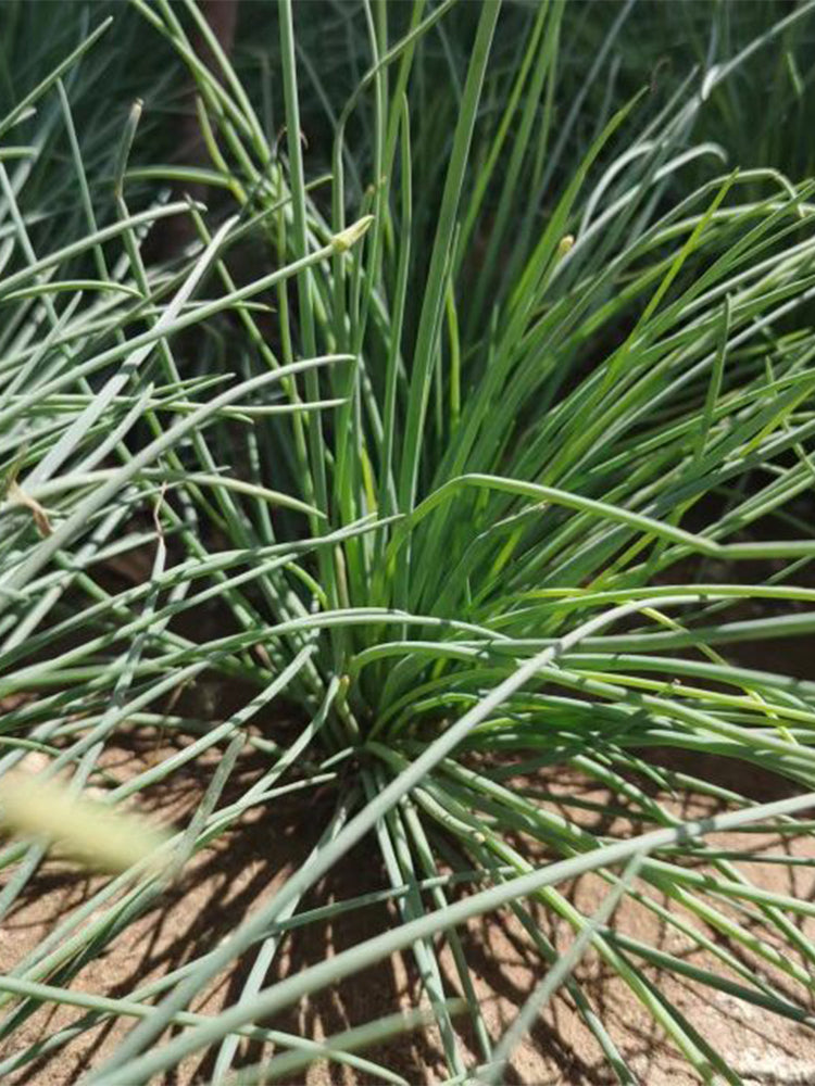 Minqin Sand Scallion (Allium mongolicum)