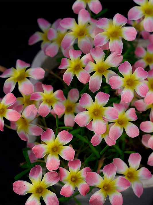 Oxalis Candy Box Series - 'Apple'