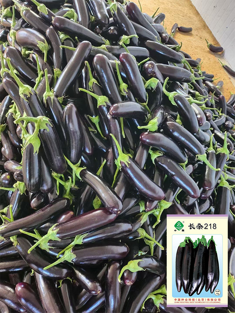 'Changza 218' Eggplant