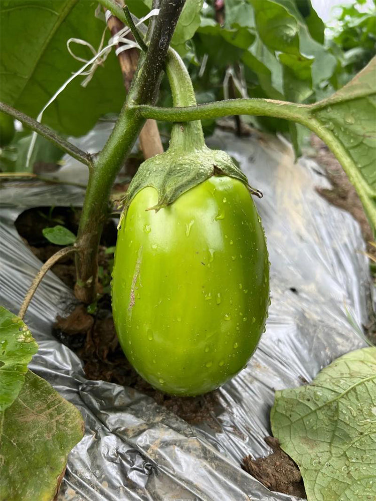 'Green Crown' F1 Eggplant